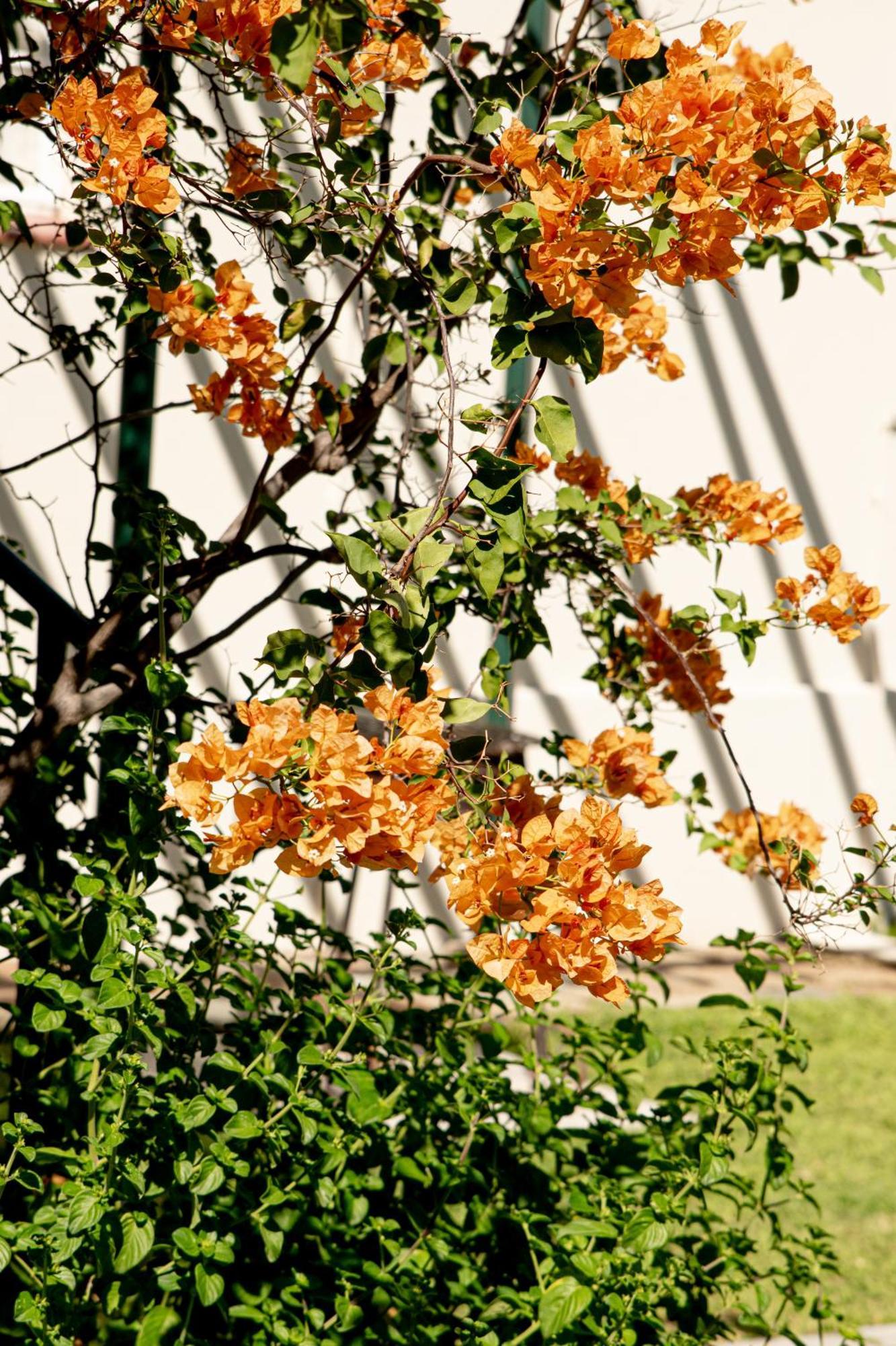 4 Rothman Street B&B Graaff-Reinet エクステリア 写真